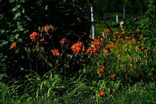 南溪湿地花卉