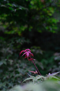 枫叶红于二月花