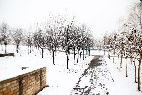 公园里的雪景