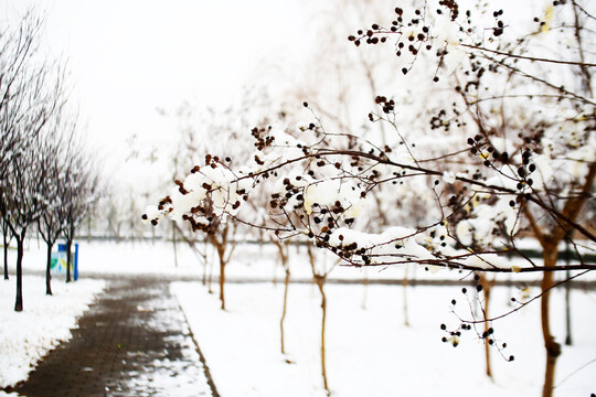 树枝上的雪