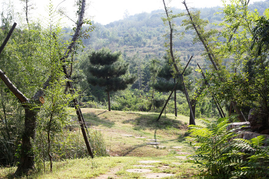 山顶绿植