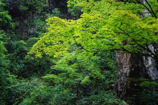 光雾山