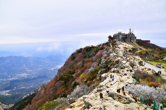 泰山