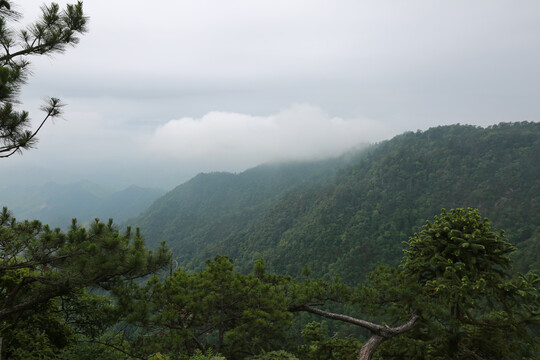 天目山森林大树