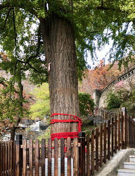 大孤山八百年银杏树