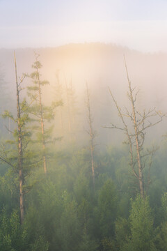 森林云雾清晨日出