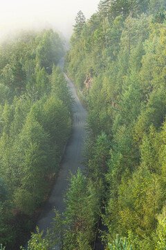 夏季森林公路