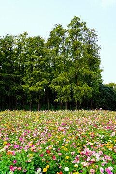 森林花海