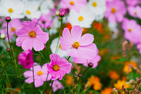 花田