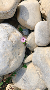 石头中间的花