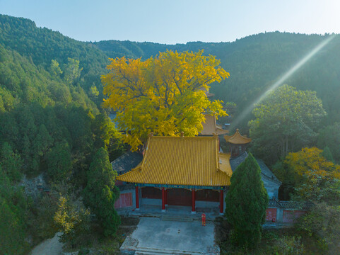 航拍济南淌豆寺银杏