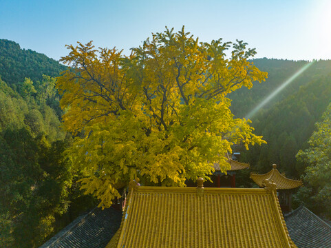 航拍济南淌豆寺银杏