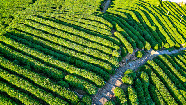 航拍龙井茶园