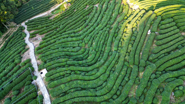 航拍龙井茶园