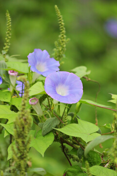 牵牛花