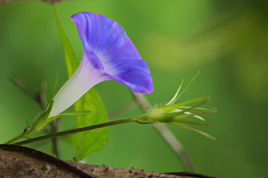 牵牛花