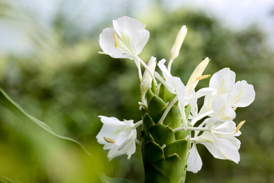 生姜花