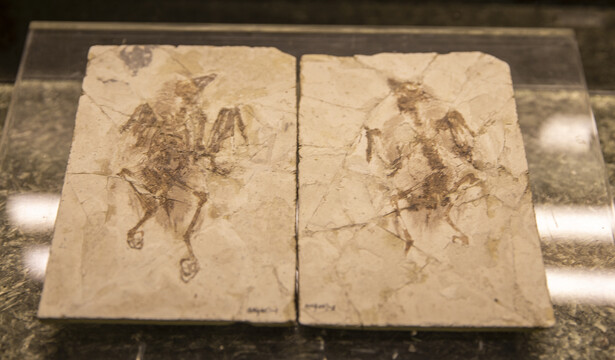 鸟化石
