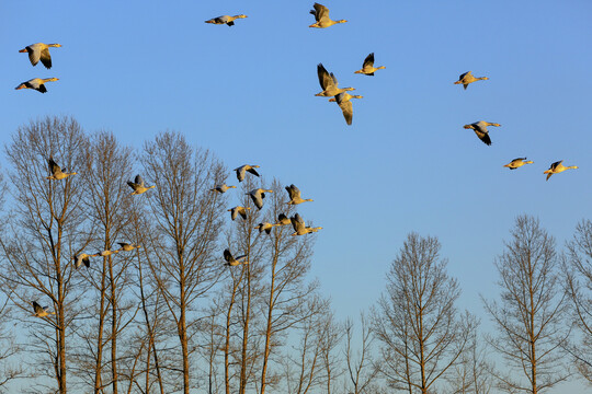 斑头雁飞翔树林蓝天