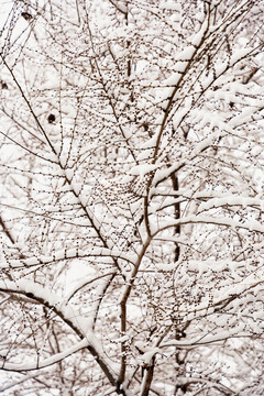 下雪树枝麻雀