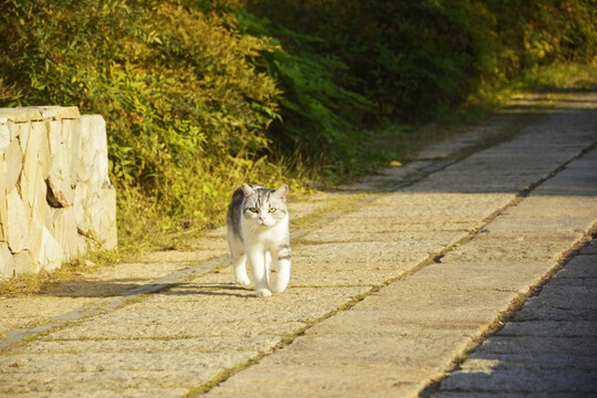 行走的在阳光里的猫