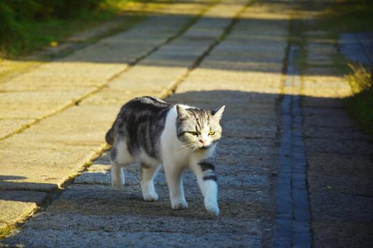 阳光与萌猫