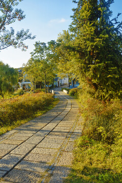 秋天村口小路