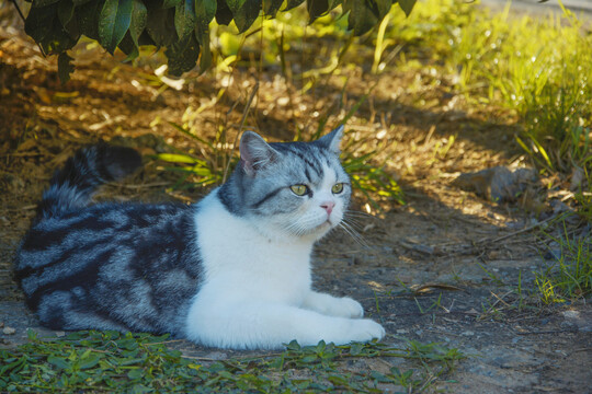 躺着的猫