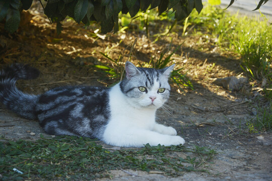 躺着的猫