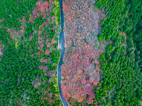 航拍济南蚰蜒山红叶