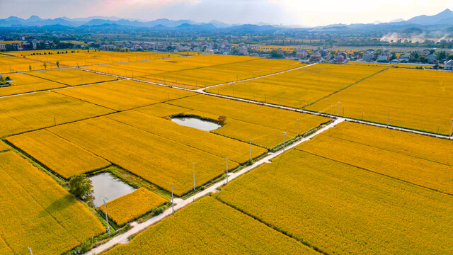 稻田航拍