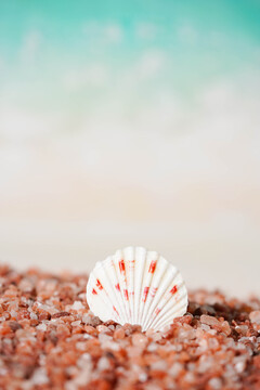 海洋海滩砂石贝壳