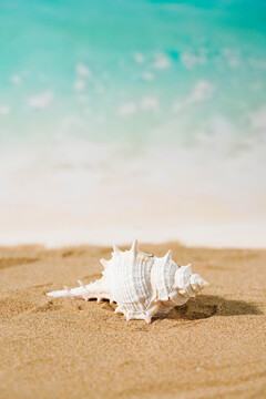 海洋海滩砂石贝壳
