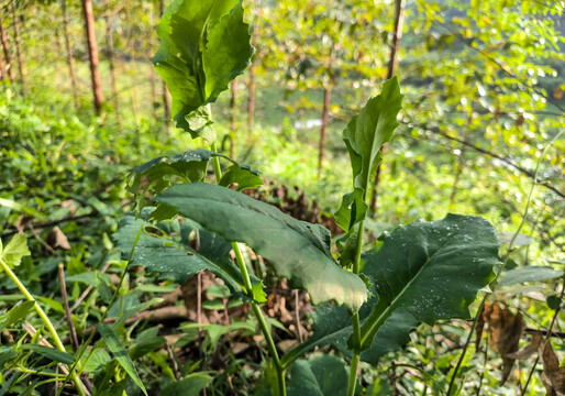 地胆草