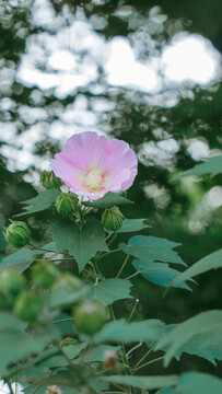 粉色的木芙蓉