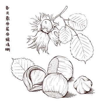 手绘榛子线稿插画包装素材