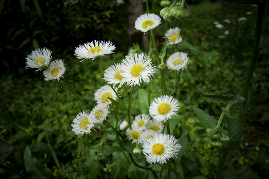 母菊洋甘菊