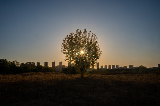 夕阳下孤独的树素材背景