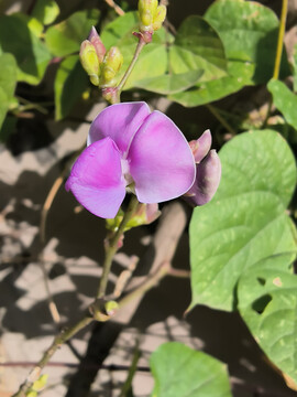扁豆花紫色