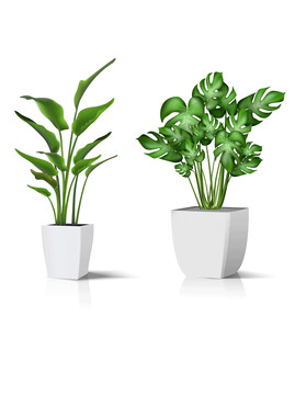 綠植熱帶植物