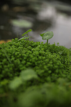 孤独的小草