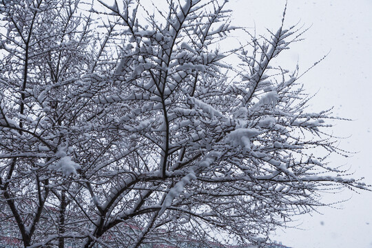 压雪树枝