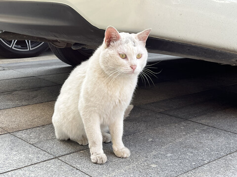 小区流浪猫