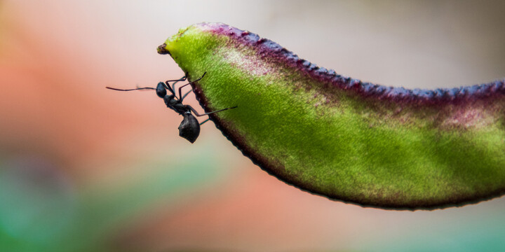 蚂蚁爬上了扁豆