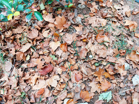 秋天的落叶实拍背景