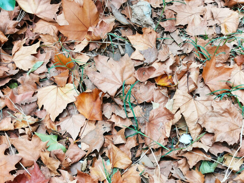 秋天的落叶实拍背景