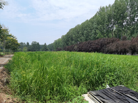 水稻田地