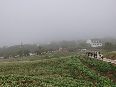 田野