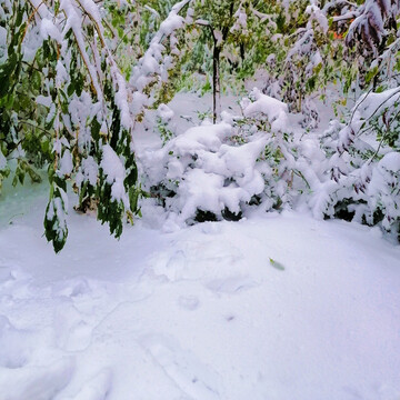 雪景