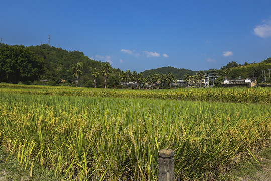 农家稻田